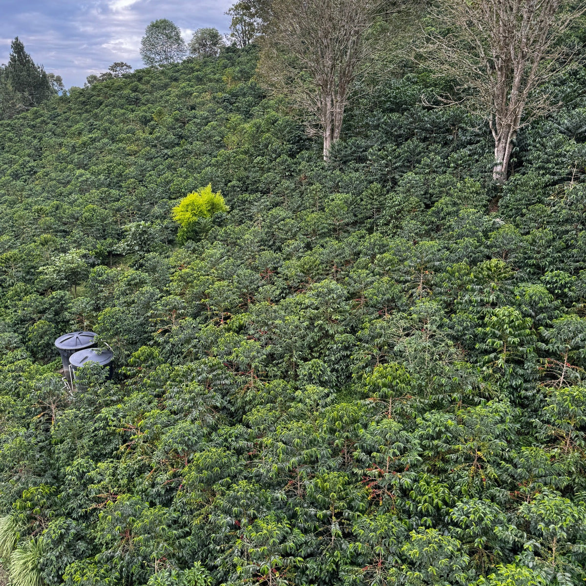 Sidra coffee plants growing at Finca El Diviso in Huila, Colombia