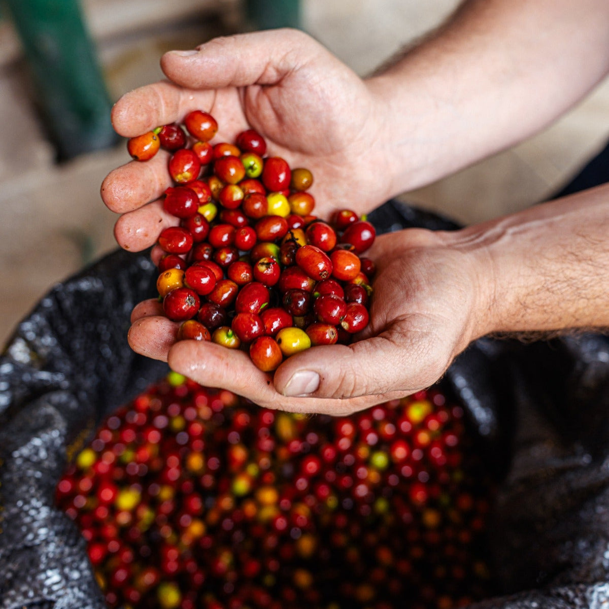 Freshly picked coffee cherries at Finca El Diviso